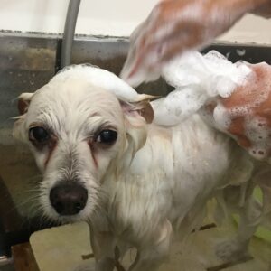 シャンプーミックス