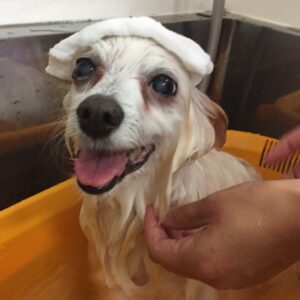 お風呂ミックス