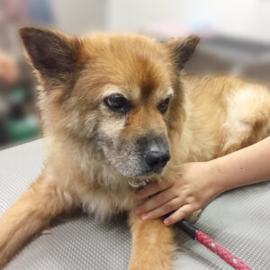 よろしくミックス