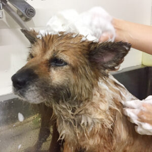 シャンプーミックス