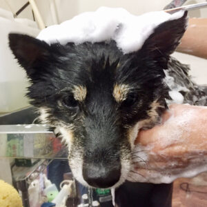 シャンプーしば