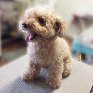 よろしくトイプー