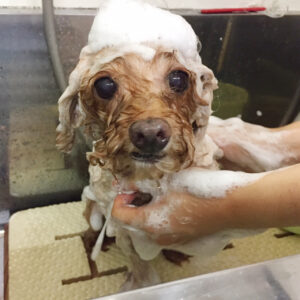 シャンプートイプー