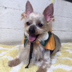 小太郎ちゃんアイキャッチ