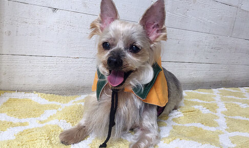 小太郎ちゃんアイキャッチ