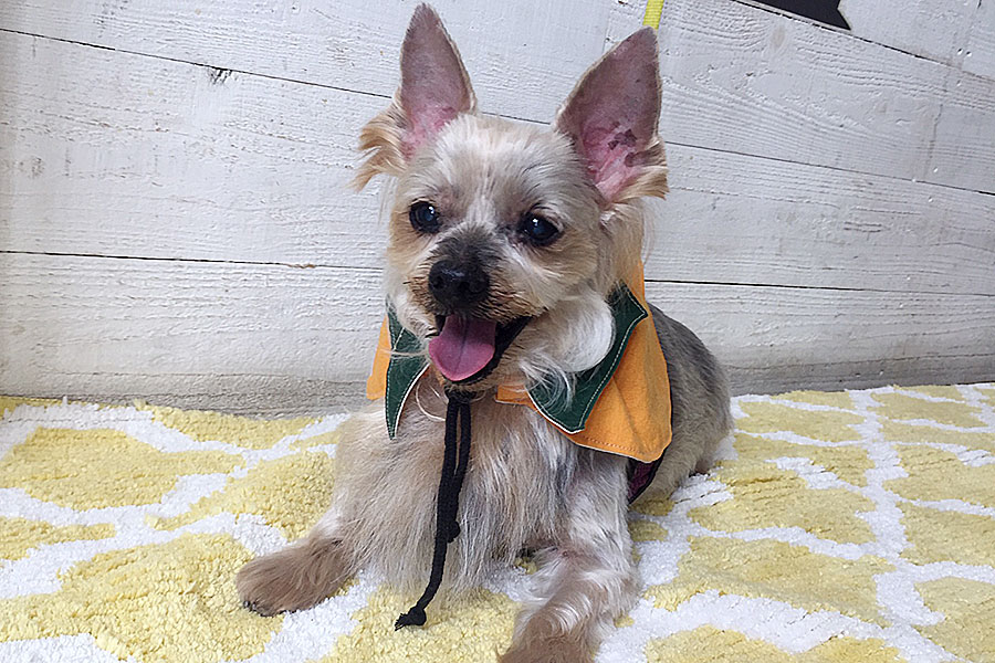 小太郎ちゃんアイキャッチ