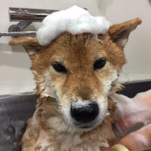 シャンプーしば