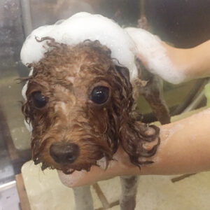 シャンプートイプー