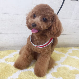 仕上がりトイプー