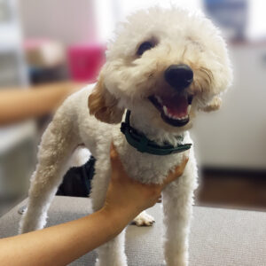 よろしくトイプー