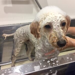 シャンプートイプー