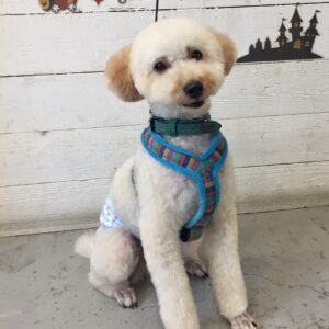 仕上がりトイプー