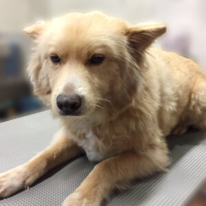 よろしくミックス