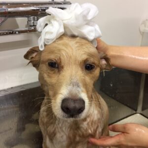 シャンプーミックス