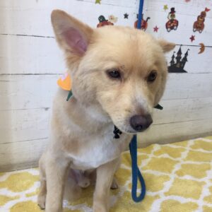 仕上がりミックス