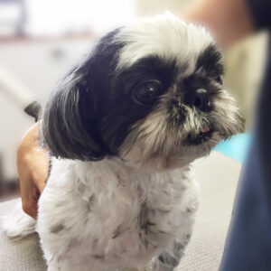 よろしくシーズー