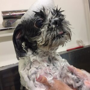 シャンプーシーズー