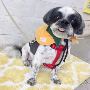 仕上がりシーズー