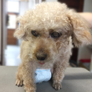 よろしくトイプー