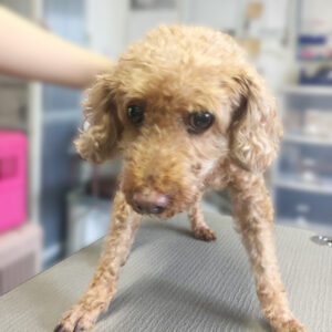 よろしくトイプー