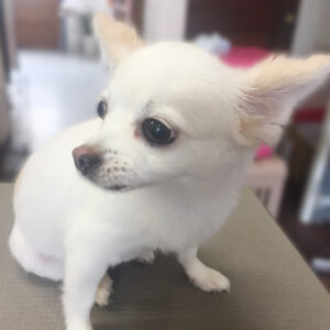 よろしくチワワ