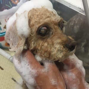 シャンプートイプー