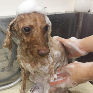 シャンプートイプー