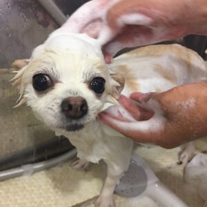 シャンプーチワワ