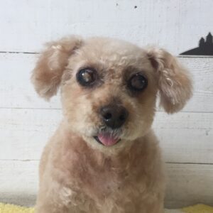 仕上がりトイプー