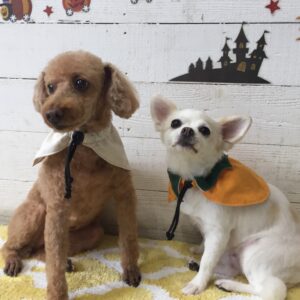 仕上がりトイプー&チワワ