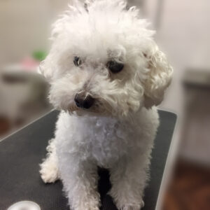 よろしくトイプー