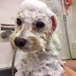 シャンプートイプー