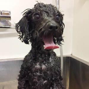 シャンプートイプー