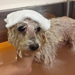 お風呂トイプー