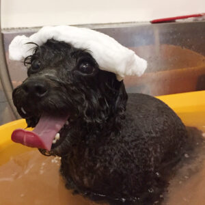 お風呂トイプー