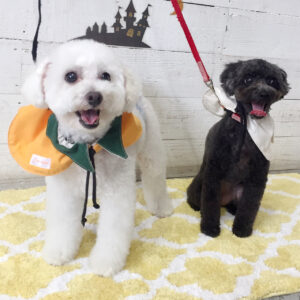 仕上がりトイプー