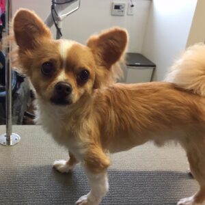 ソルトちゃんカット前