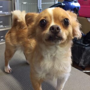 ミリンちゃんカット前