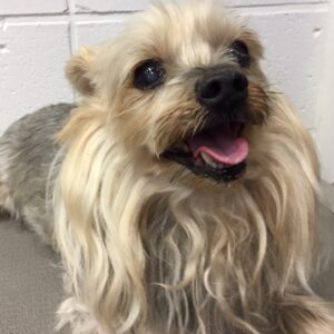 小太郎ちゃんカット前