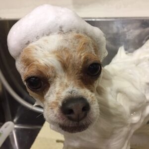 ミリンちゃんシャンプー中