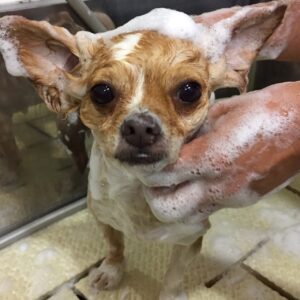 ソルトちゃんシャンプー中