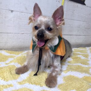 小太郎ちゃん施術後