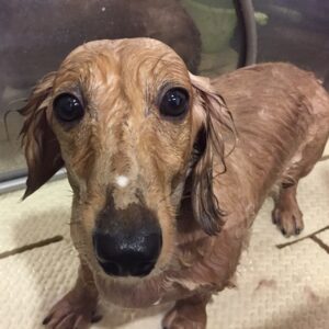 金太郎ちゃんシャンプー中