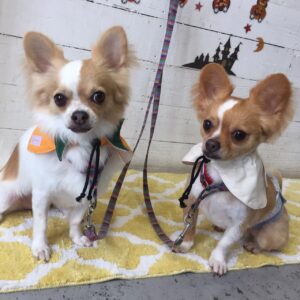 ミリンちゃんソルトちゃん施術後