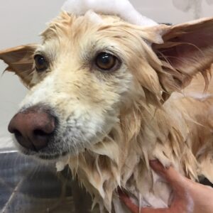 シャンプーミックス