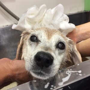 シャンプーミックス