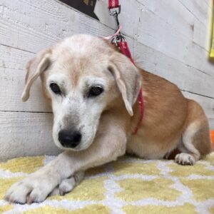 仕上がりミックス