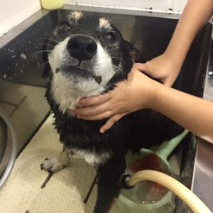 シャンプーしば