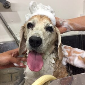 シャンプービーグル