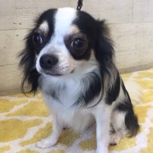 仕上がりチワワ